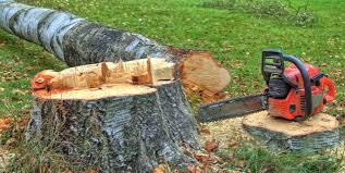 Best Tree Disease Treatment  in Harrisville, WV