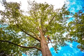Best Lawn Disease Treatment  in Harrisville, WV