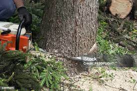 Best Tree Maintenance Programs  in Harrisville, WV