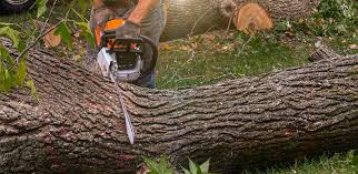 Best Tree and Shrub Care  in Harrisville, WV