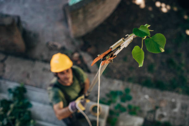 Best Tree Cabling and Bracing  in Harrisville, WV