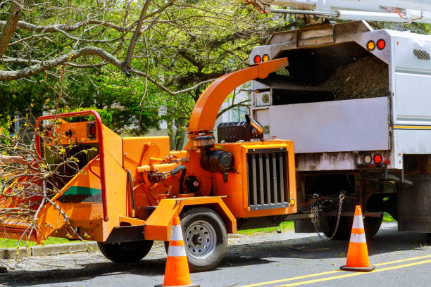 Harrisville, WV Tree Services Company