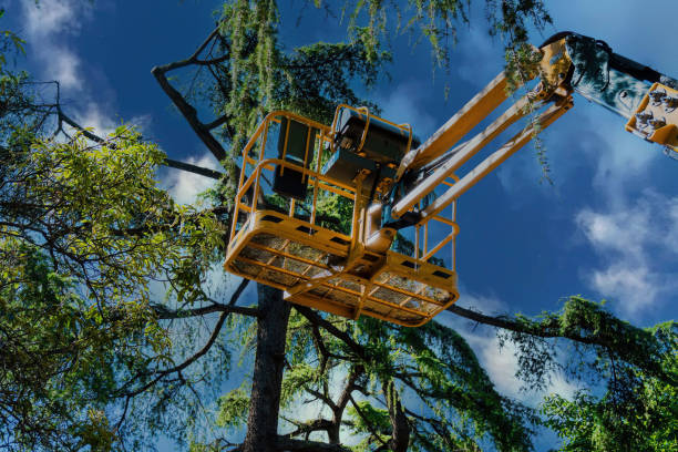 How Our Tree Care Process Works  in  Harrisville, WV