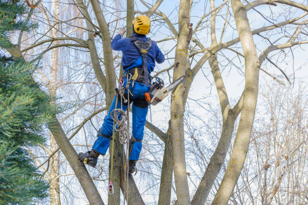 Best Root Management and Removal  in Harrisville, WV