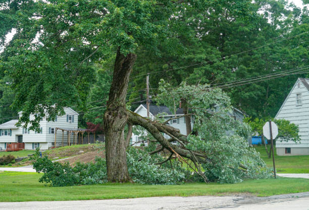 Best Tree Risk Assessment  in Harrisville, WV