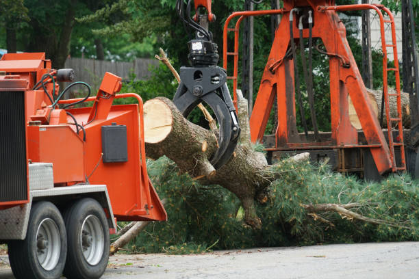 Best Hazardous Tree Removal  in Harrisville, WV