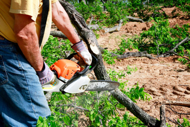  Harrisville, WV Tree Services Pros